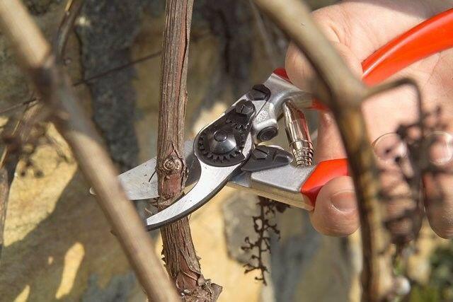 Stihl Gartenschere Bypass FELCO F8 - Jetzt Stihl bei kaisers.jetzt
