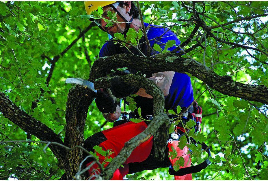 Silky Zubat 240-7.5 Astsage - Jetzt Silky bei kaisers.jetzt