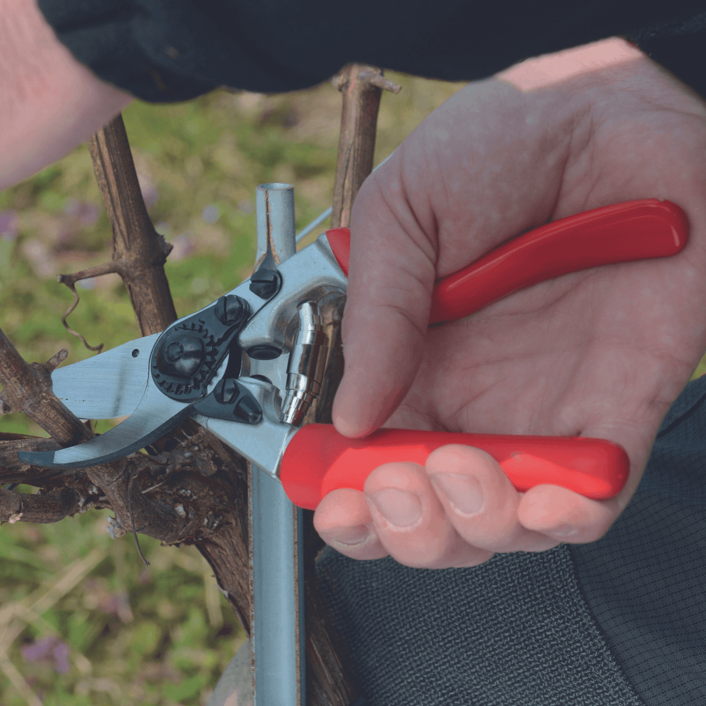 Stihl Gartenschere Bypass FELCO F7 - Jetzt Stihl bei kaisers.jetzt