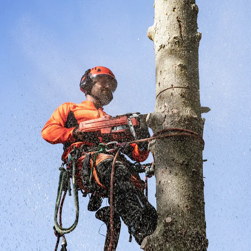 Husqvarna Benzin-Kettensäge 545 Mark II - 38 cm in Aktion