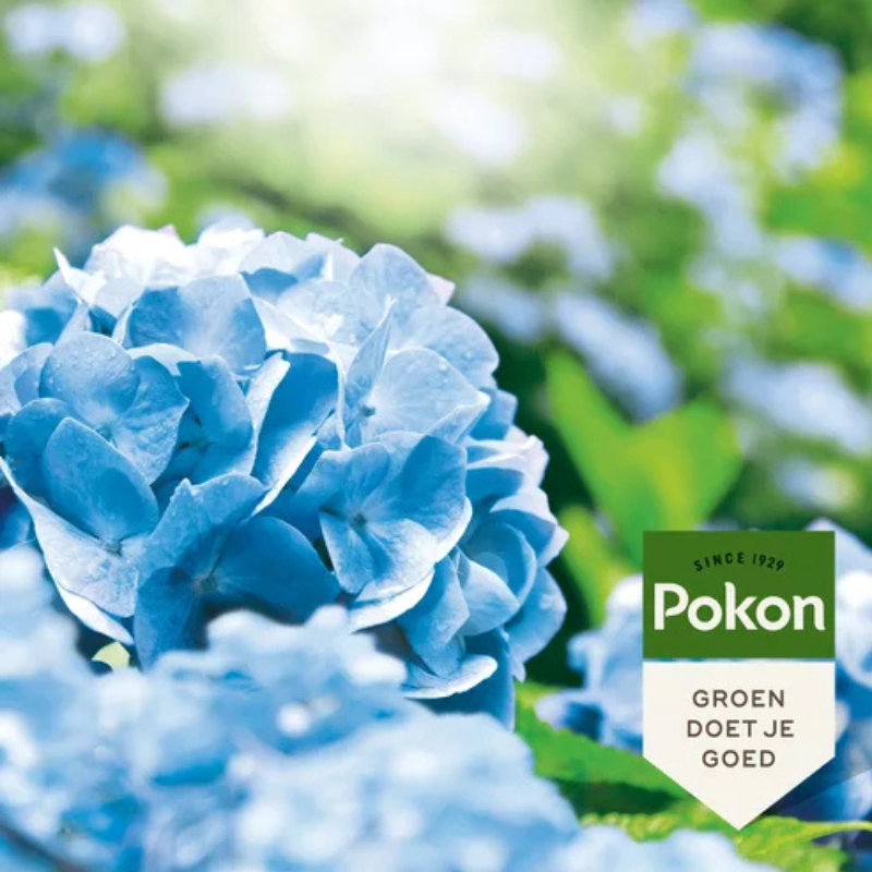 Pokon Hortensien-Blaufärber - 500 g