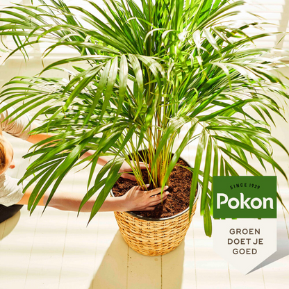 Pokon Palmendünger - 250 ml
