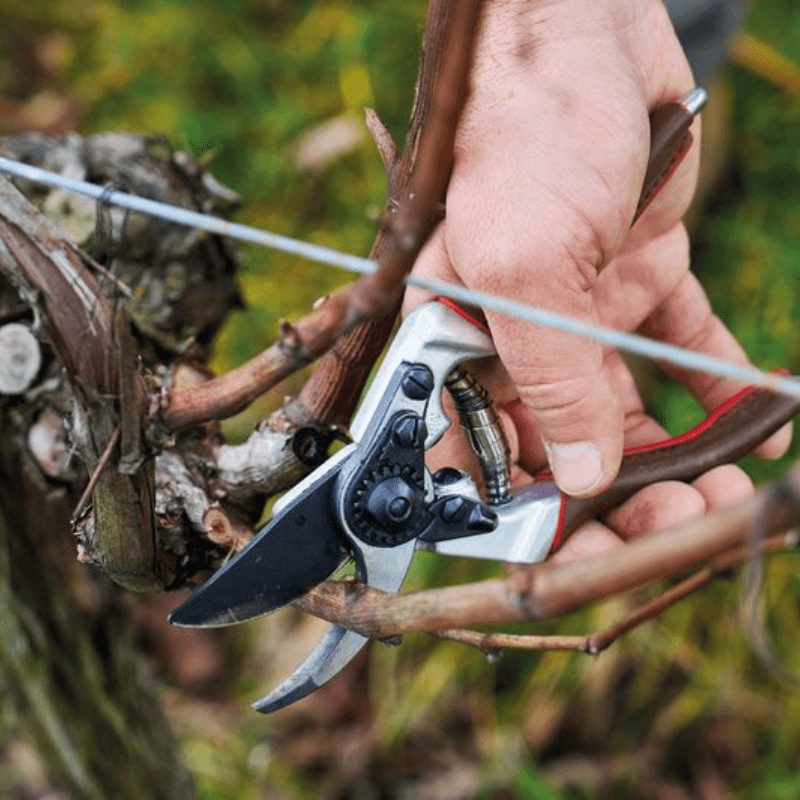 Felco 8 Elite Astschere - Jetzt Felco bei kaisers.jetzt